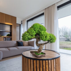 Бонсай зі стабілізованих рослин