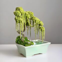 Дерево Бонсай зі стабілізованих рослин