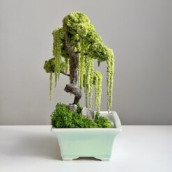 Дерево Бонсай зі стабілізованих рослин
