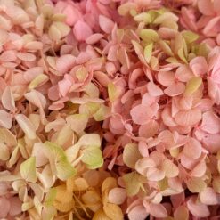 стабілізована гортензія рожево персикова