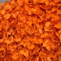 Гортензія стабілізована на стеблі помаранчева