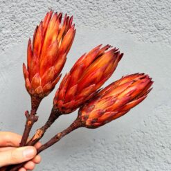 Сухоцвіт Протея червона