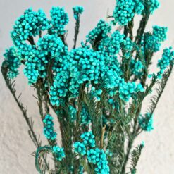 Сухоцвіт Озатамнус бірюзовий