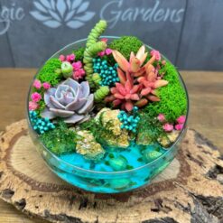 флораріум з сукулентами