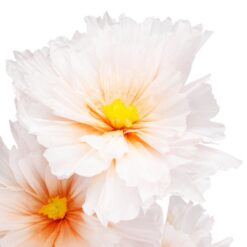 ростові квіти для вітрини магазину