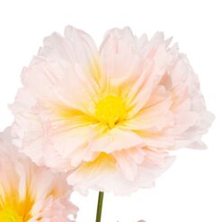 ростові квіти для ресторану фасад